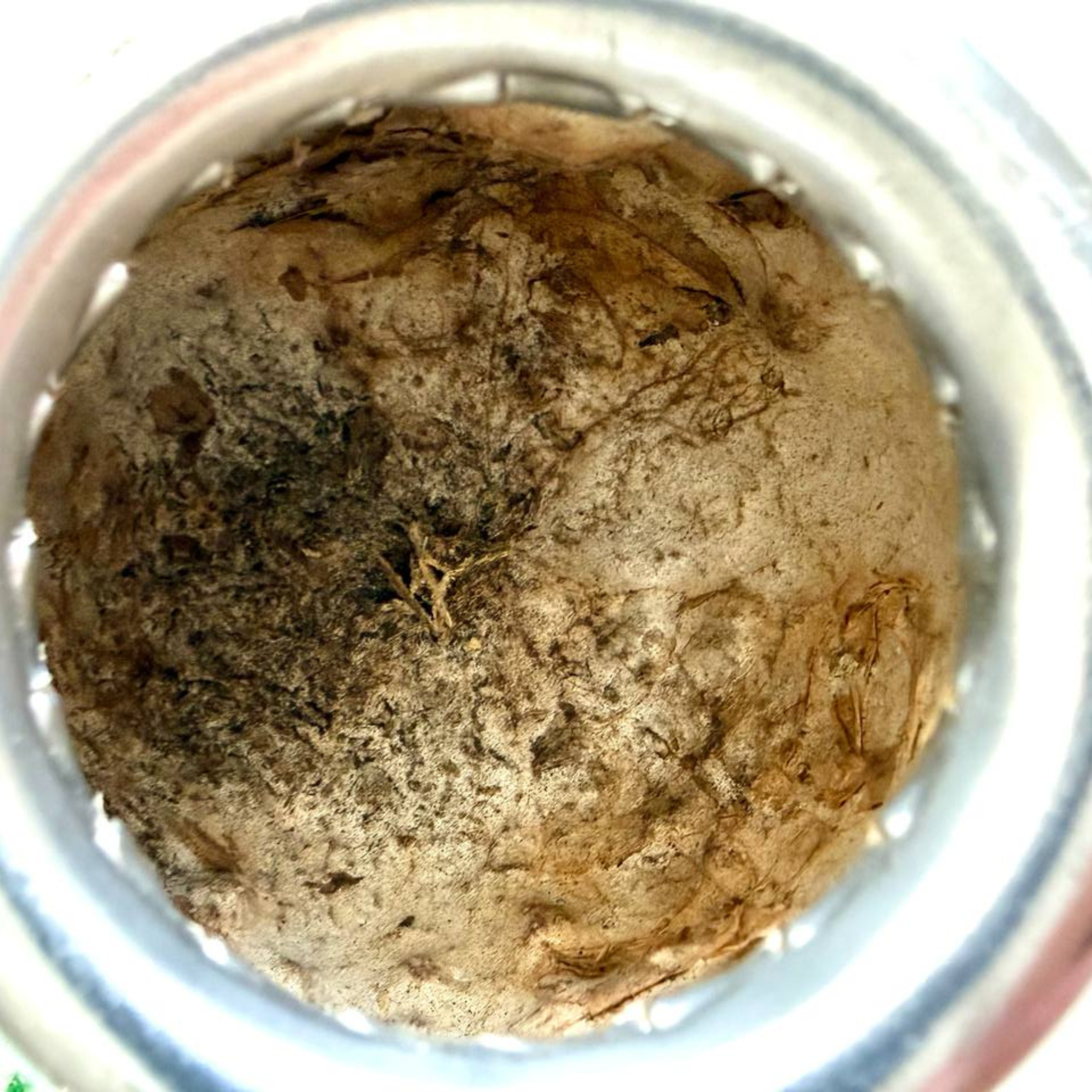 calabash mate gourd cure 4